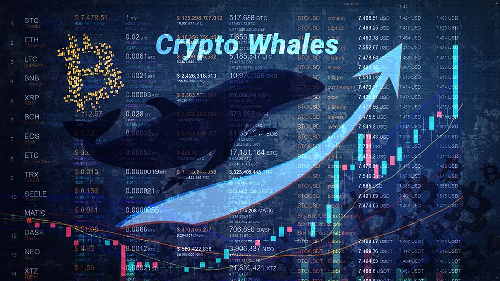 Bitcoin Whales Rule the Deep Dark Cryptocurrency Ocean